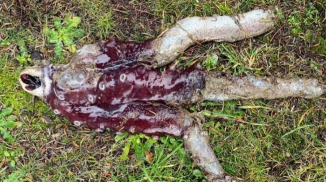 Polvo-gigante encontrado em praia da Escócia - Reprodução/Rede Sociais
