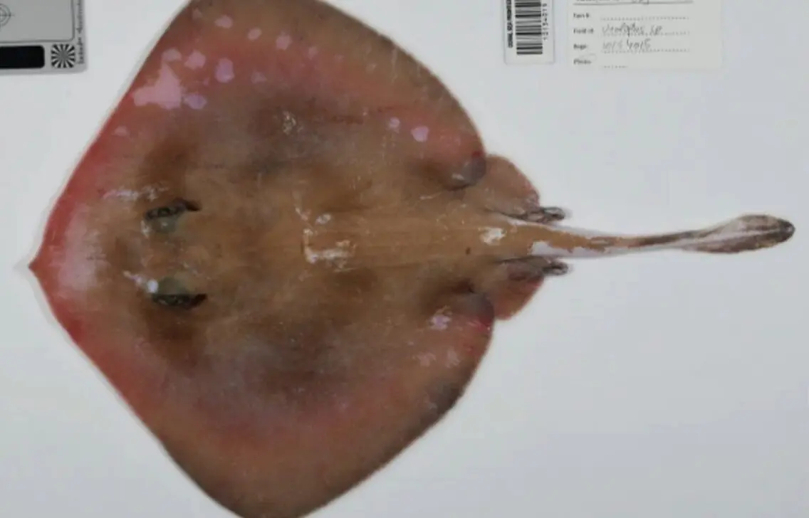 The Nippon Foundation -The Nippon Foundation-Nekton Ocean Census/CSIRO