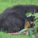 Urso ataque - X