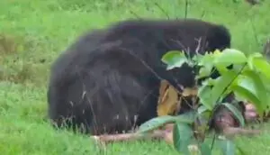 Bear doodt twee mensen en laat één wond achter; video legt een dier vast dat wordt aangevallen