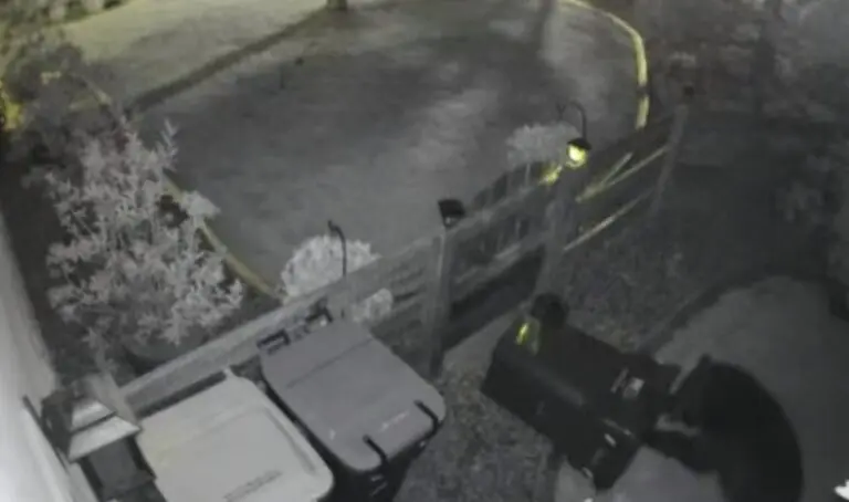 Urso invade casa