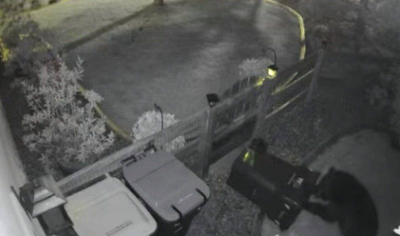 Urso invade casa