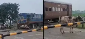Cow hit by train surprises by getting up and walking in India
