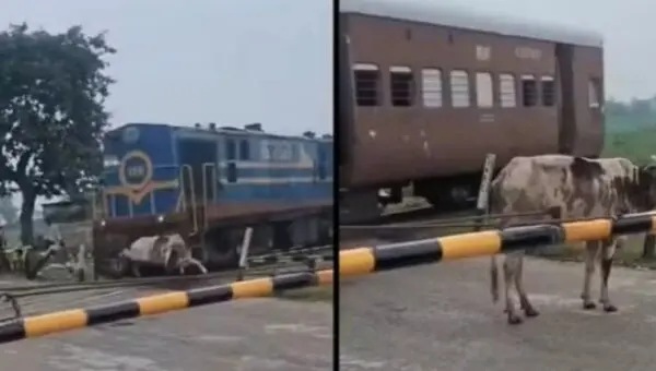 Vaca atropelada por trem surpreende ao se levantar e andar na Índia