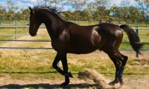 Horse Varenne, racing legend, passes away at the age of 31 after a successful career