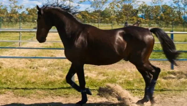 Cavalo Varenne, lenda do turfe, falece aos 31 anos após carreira vitoriosa