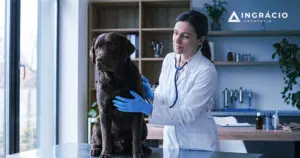 Veterinários garantem aposentadoria especial mais cedo: entenda as regras e os riscos