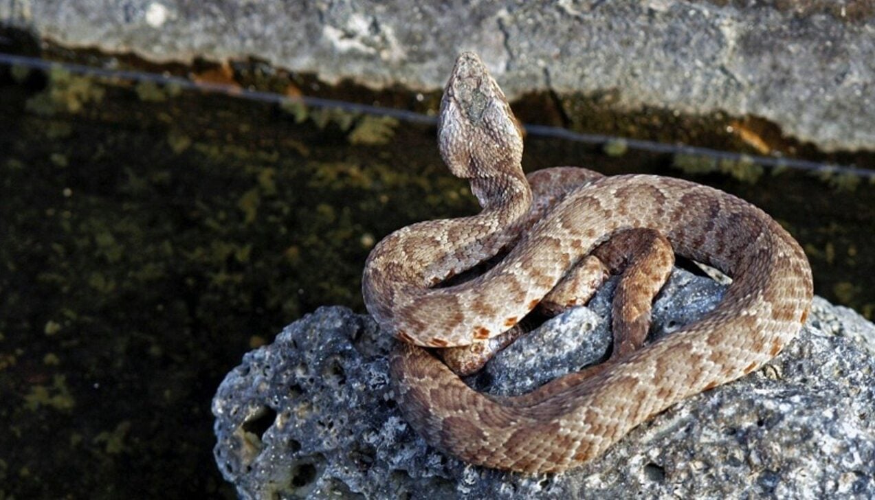 Víbora-d'água, cobra - Seung Ha Kim/ Shutterstock.com