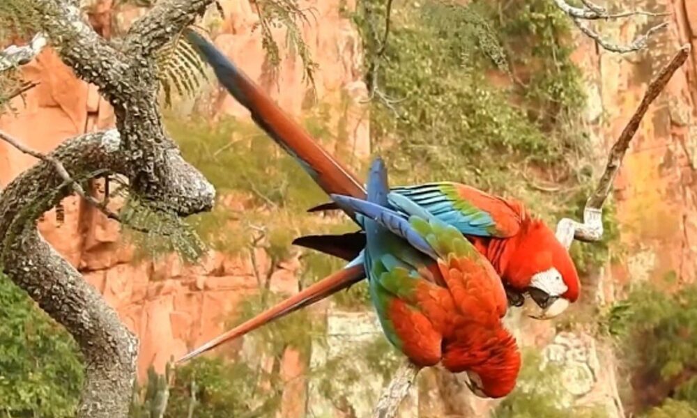 The Macaw Society relocates 25 macaws to wild foster nests