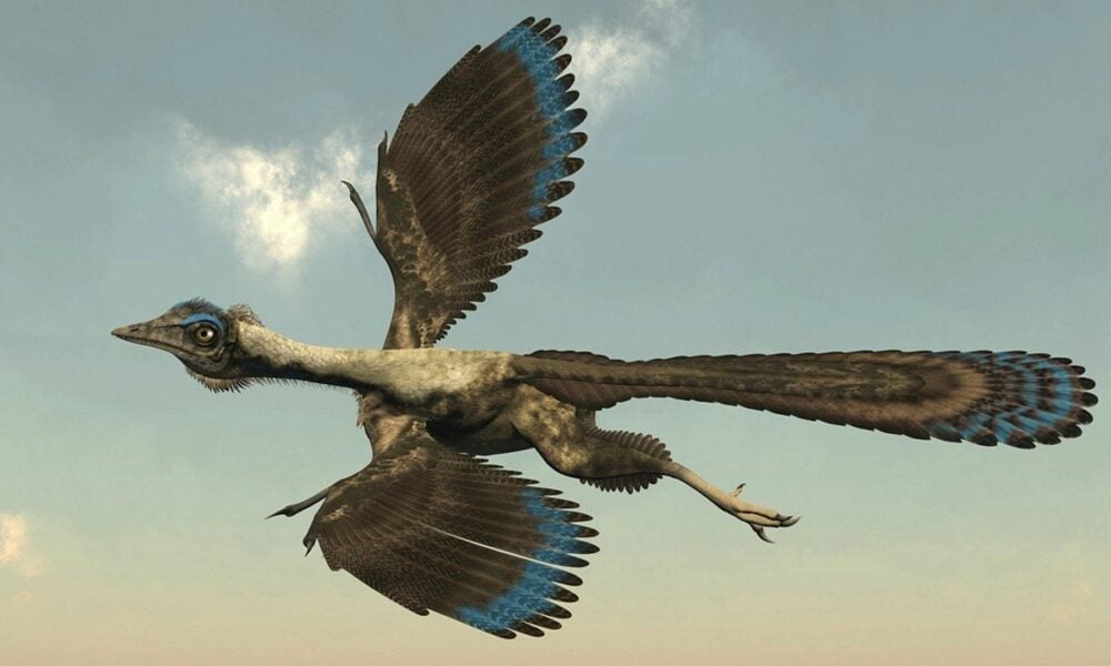 Archaeopteryx startet vor 150 Millionen Jahren durch Sprünge