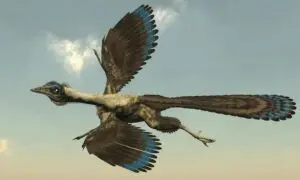 Archaeopteryx - Elenarts108/ Istockphoto.com