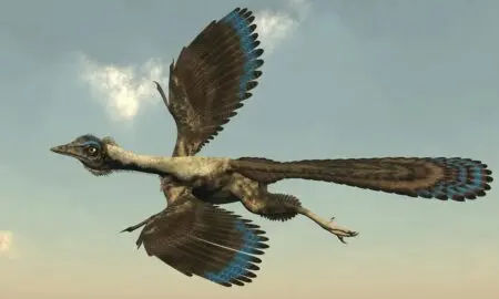 Archaeopteryx - Elenarts108/ Istockphoto.com