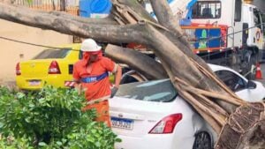 Árvore caiu na Rua Barão de Pirassinunga, na Tijuca - Reprodução/TV Globo