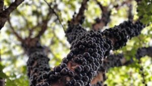 Árvore de jabuticaba na Fazenda Jabuticabal - Instagram/fazendajabuticabal
