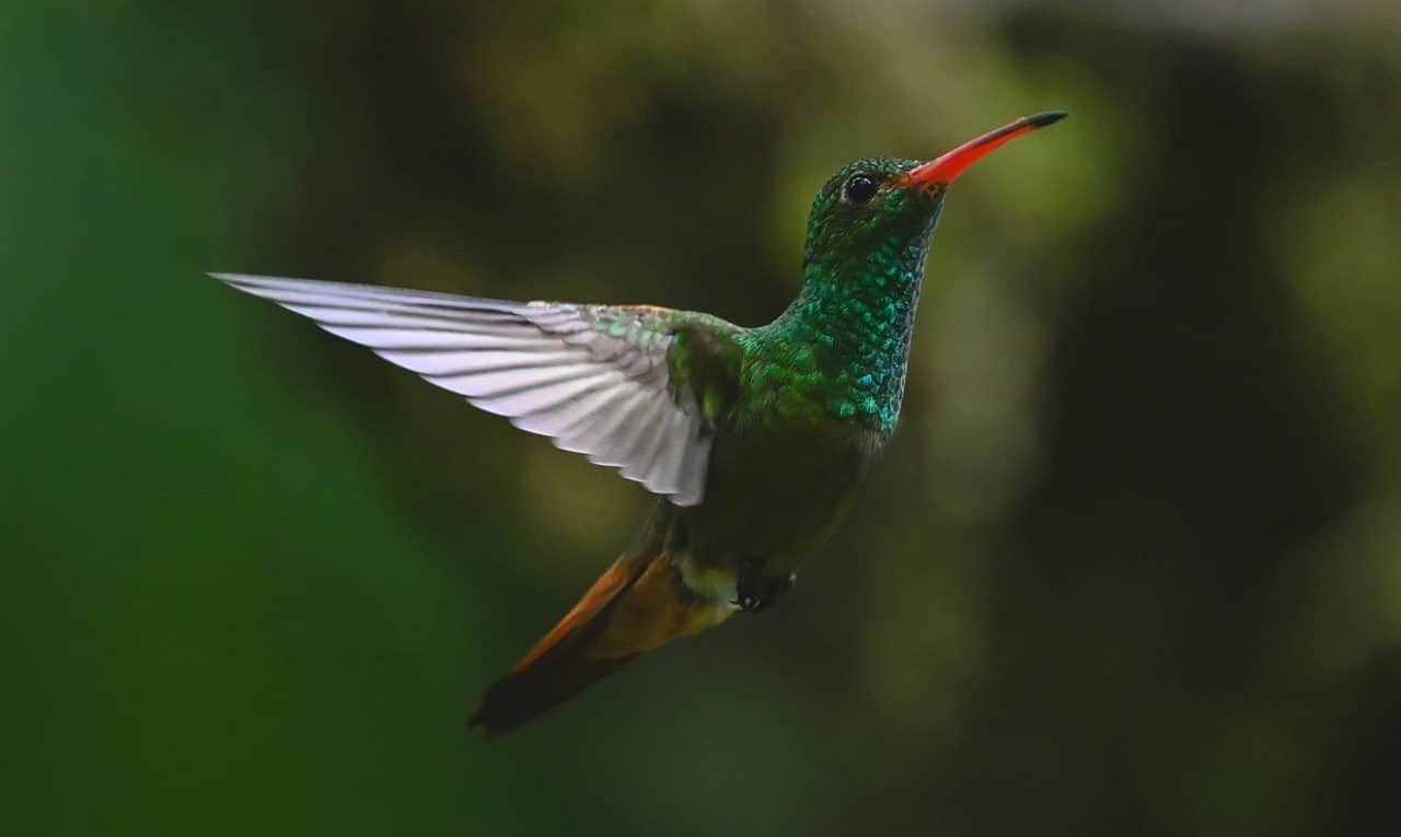 Beija-flor - Nick Dale Photo/ shutterstock.com