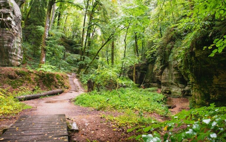 Bosque, floresta, trilha - Wirestock Creators/Shutterstock.com