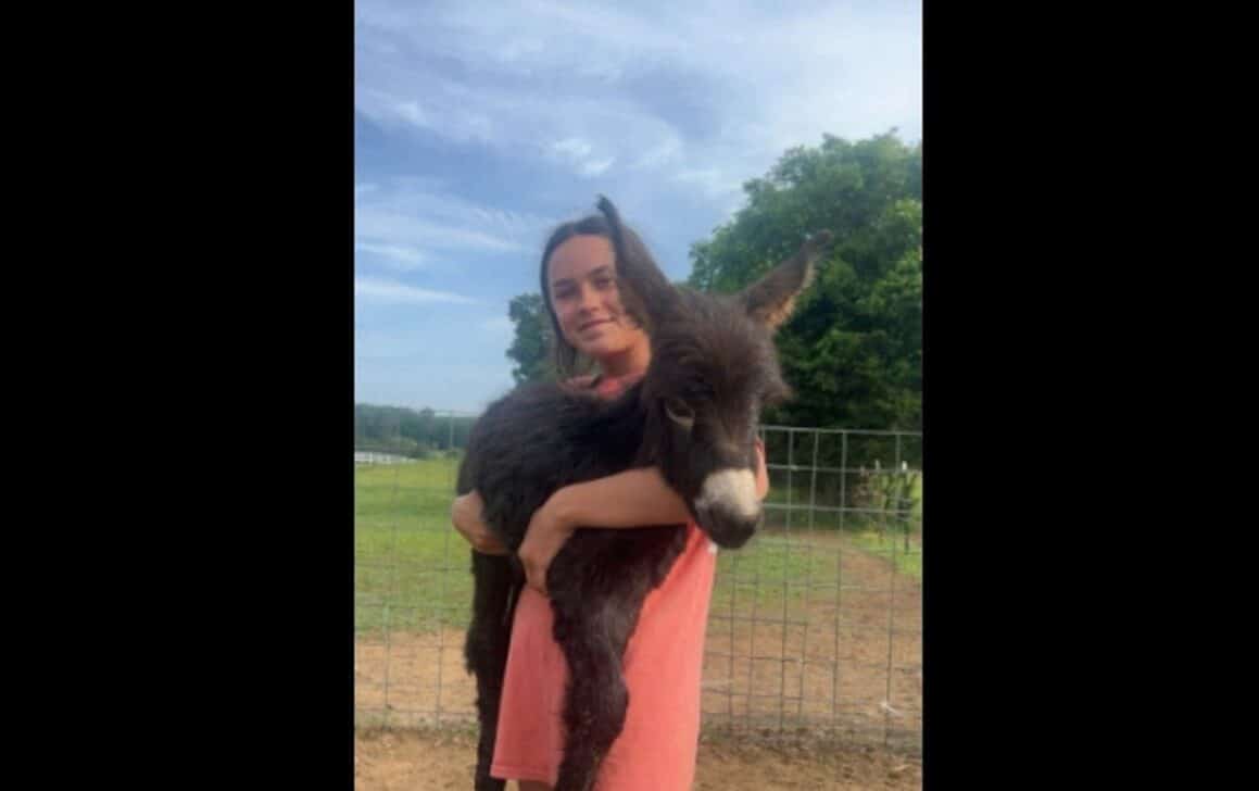 Donkey Shot in the USA &ndash; Reproduction Facebook