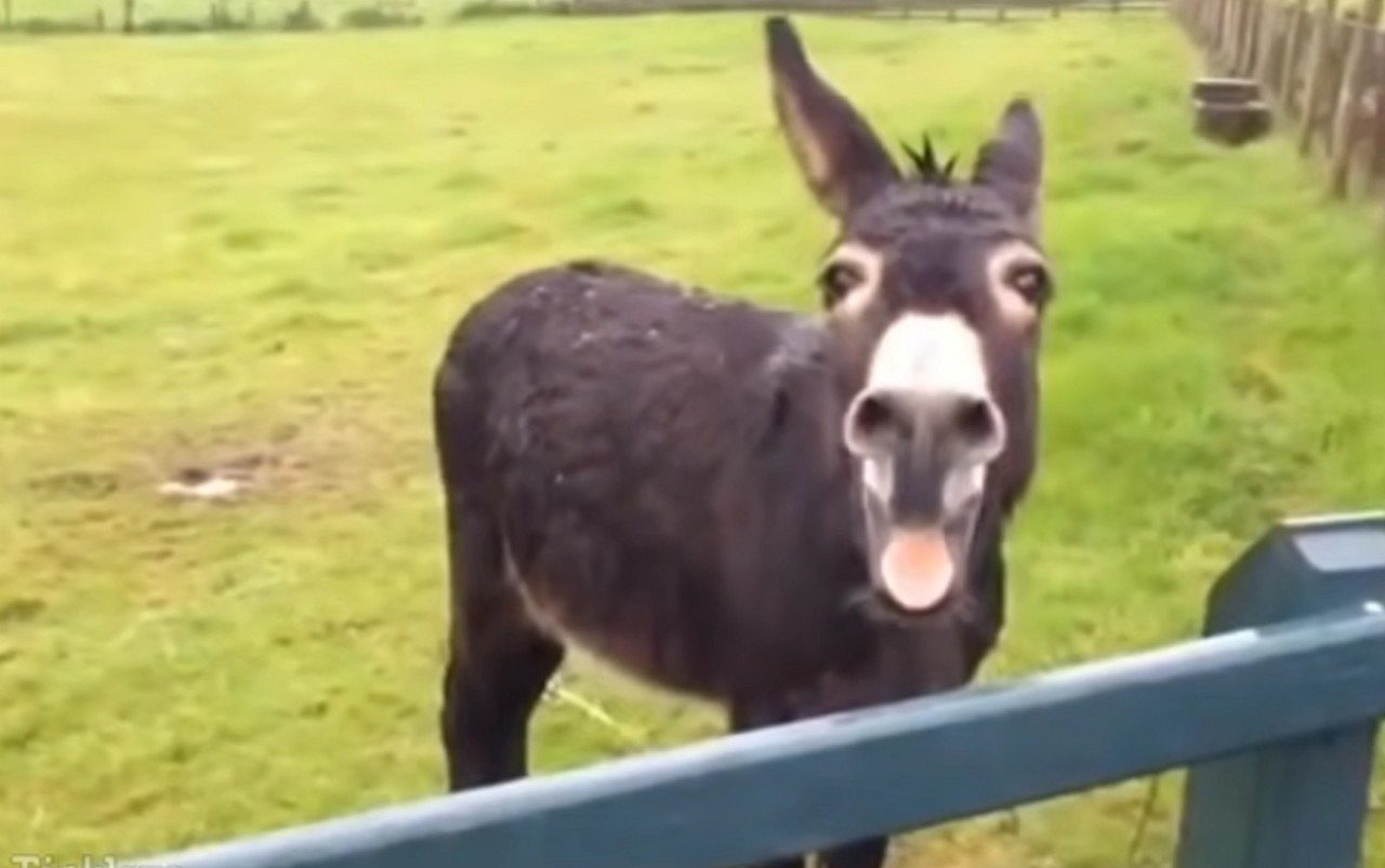 Burro - Reprodução Youtube