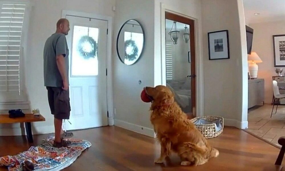 Cão diverte invasor com brinquedos em residência nos EUA