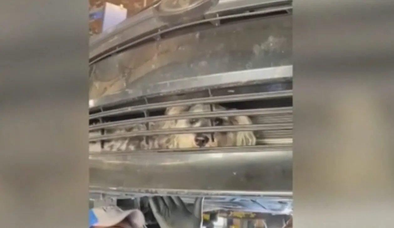Cachorro ficou preso no para-choque do carro - Reprodução
