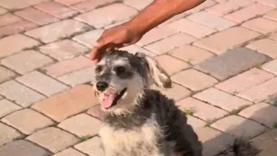 Cachorro ficou preso no para-choque do carro - Reprodução