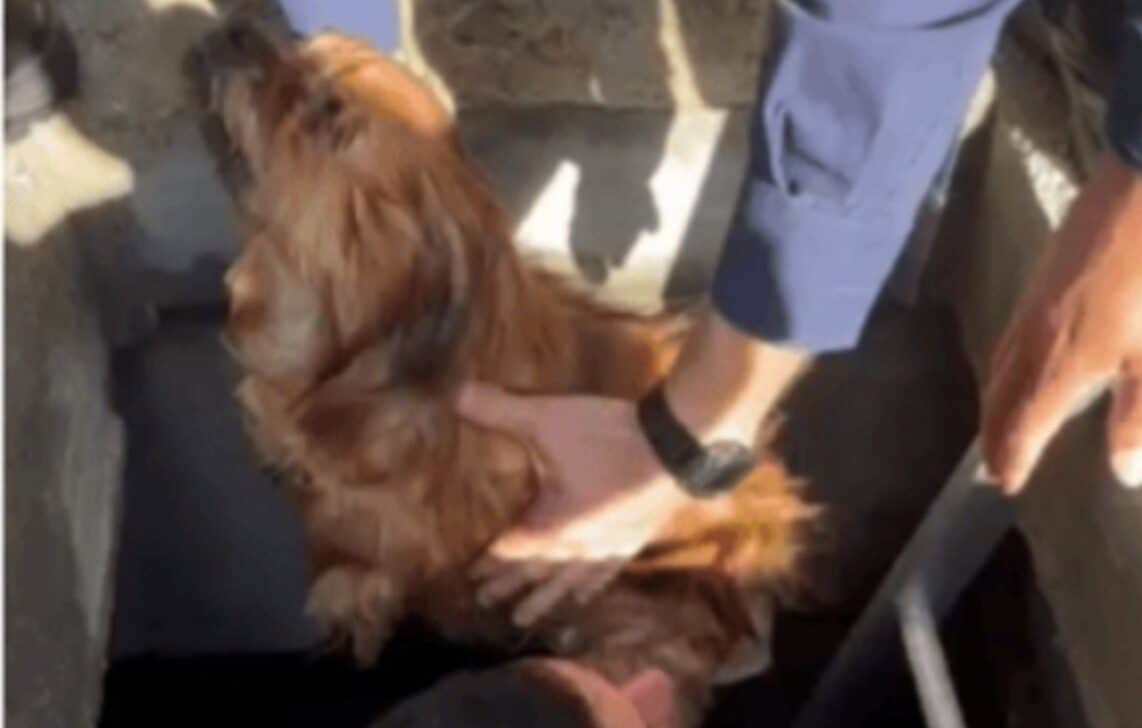 Cachorro foi resgatado com vidaa em Balneário Camboriú - reprodução