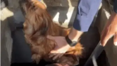 Cachorro foi resgatado com vidaa em Balneário Camboriú - reprodução