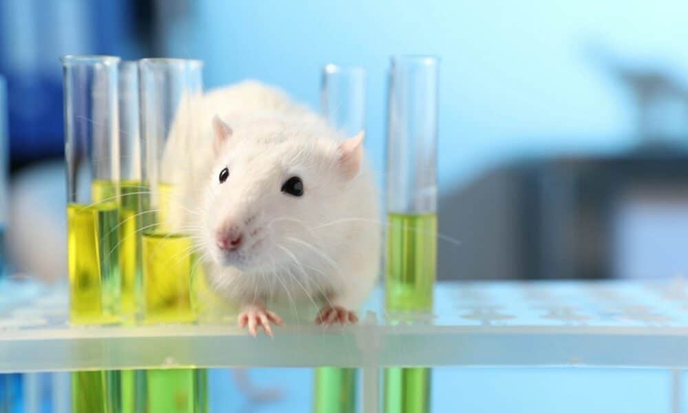Camundongos recebem mais de 90% de córtex humano em Stanford