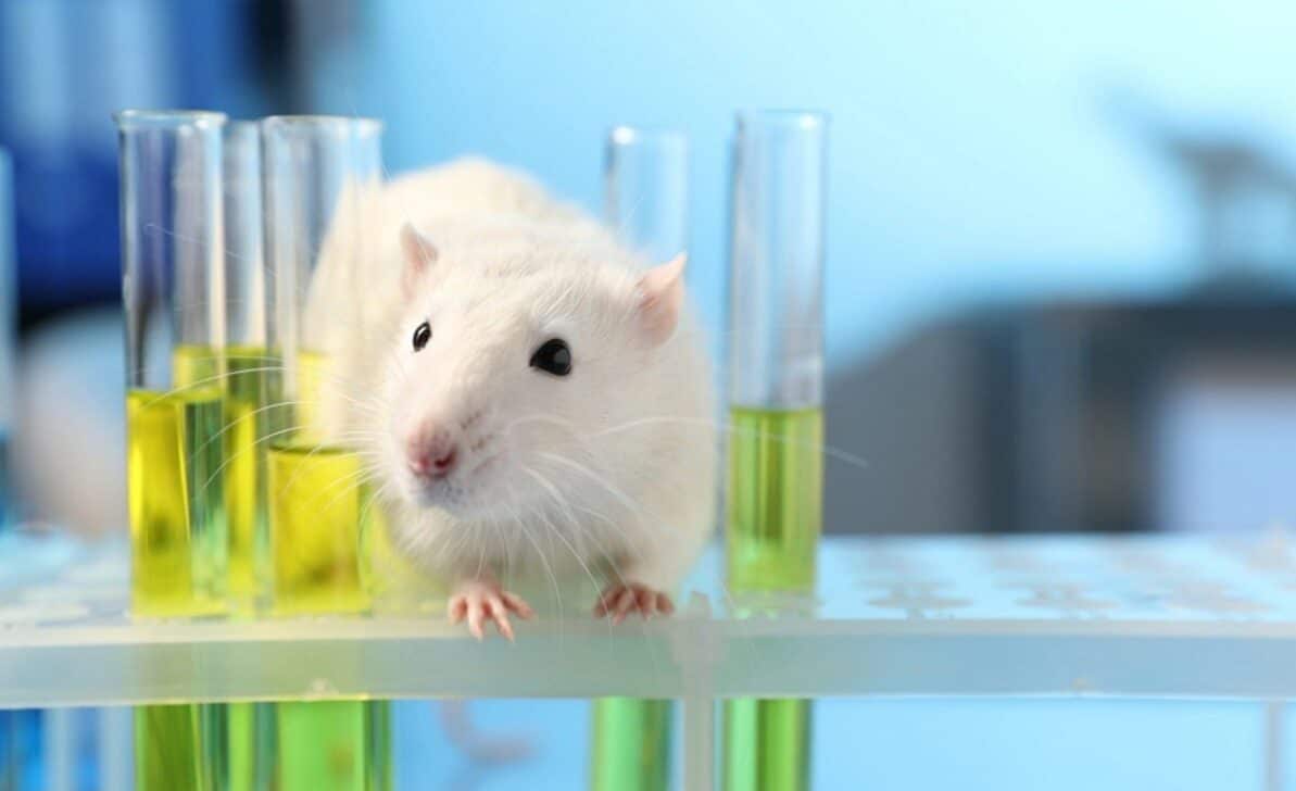 camundongos Rato - New Africa / shutterstock.com