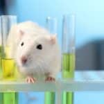 camundongos Rato - New Africa / shutterstock.com