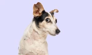 Cão, animais de estimação, cachorro - Eric Isselee / shutterstock.com