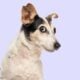 Cão, animais de estimação, cachorro - Eric Isselee / shutterstock.com