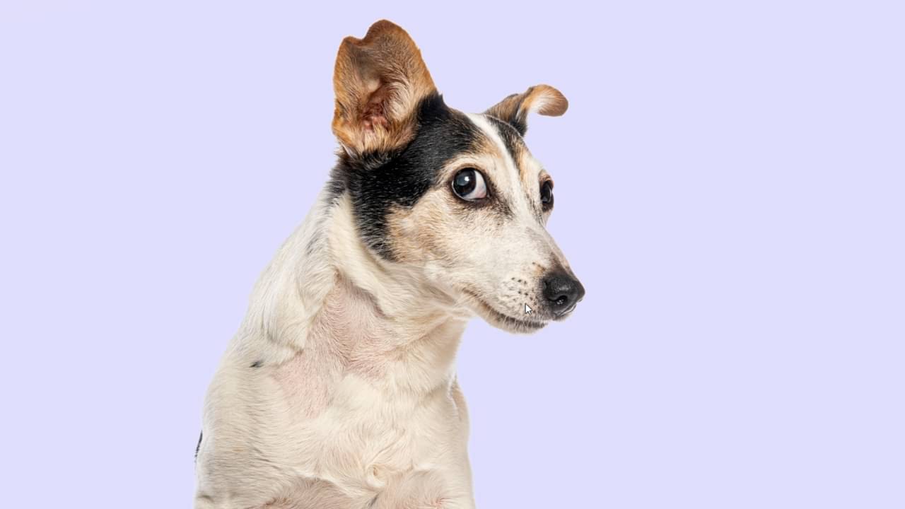 Cão, animais de estimação, cachorro - Eric Isselee / shutterstock.com