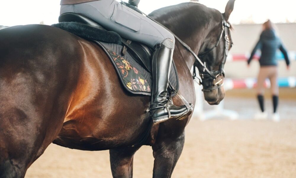 Horses lock 4 anatomical limbs to rest standing in pastures