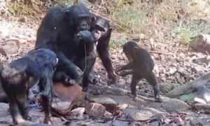 Chimpanz&eacute;s - Jane Goodall Institute Spain