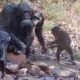 Chimpanz&eacute;s - Jane Goodall Institute Spain