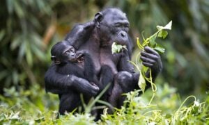 Chimpanzés - Wirestock Creators/shutterstock.com