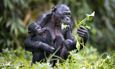 Chimpanzés - Wirestock Creators/shutterstock.com