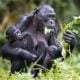 Chimpanzés - Wirestock Creators/shutterstock.com
