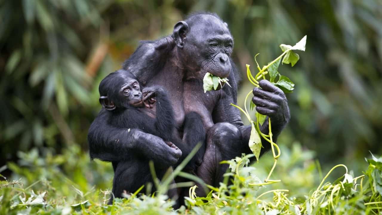 Chimpanzés - Wirestock Creators/shutterstock.com