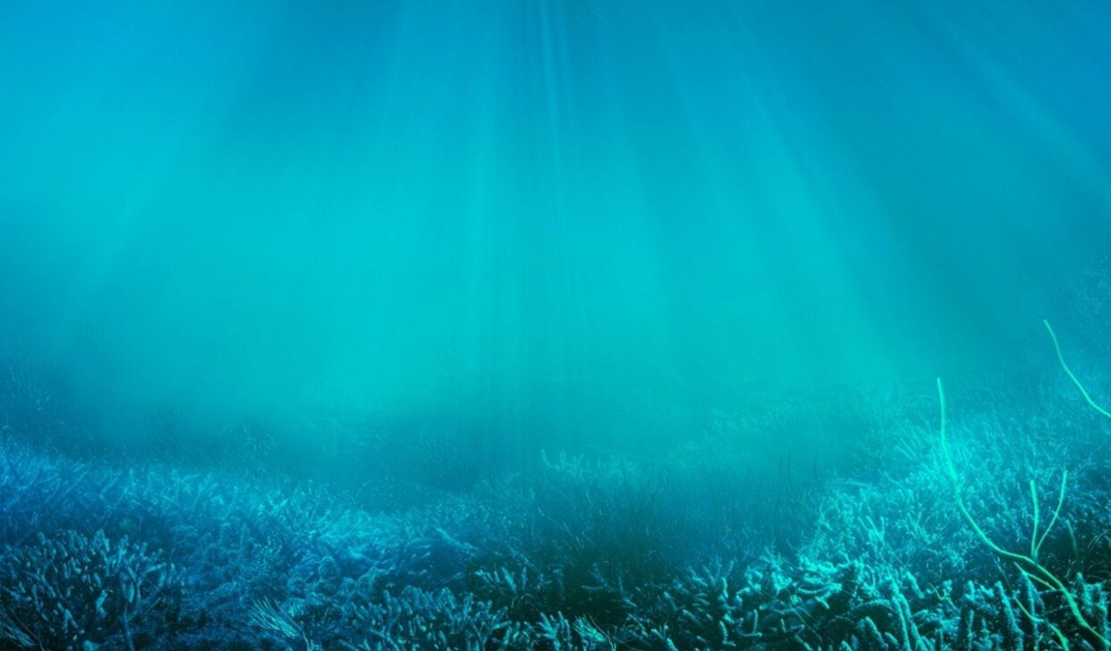 Corais, fundo do mar - cosmin4000/ Istockphoto.com