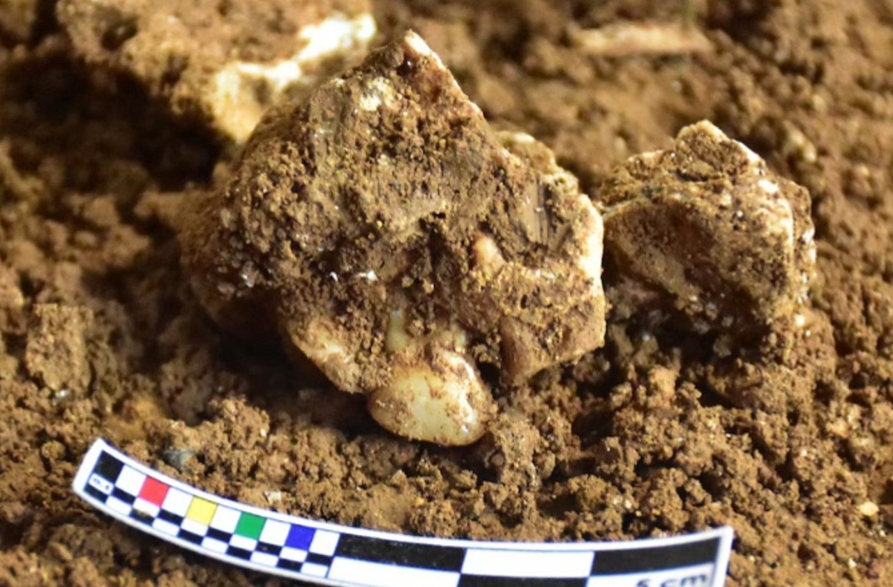 Ancient teeth reveal human drug use from 25,000 years ago