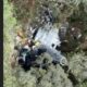destroços do helicóptero Rick - Divulgação Corpo de Bombeiros