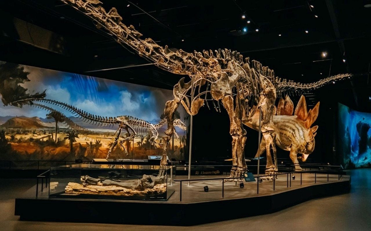 Dinossauro Diplodocus - Stock Holm/ shutterstock.com