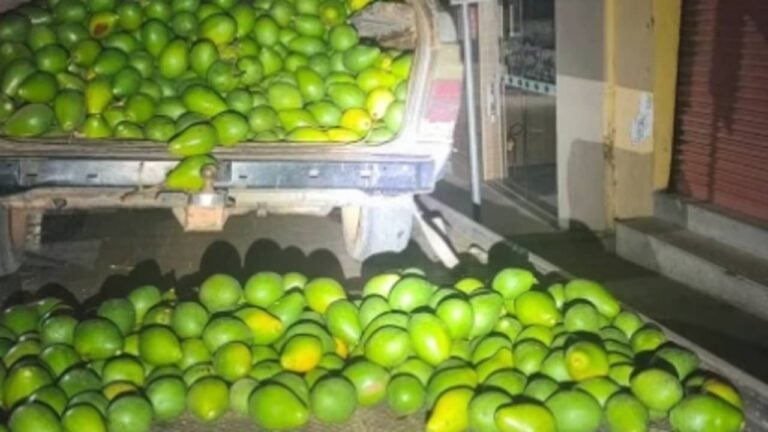 Dupla é detida com 700 kg de abacates furtados - GCM / Vargem Grande do Sul