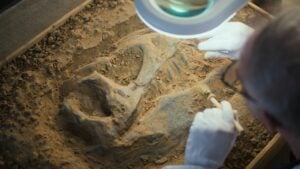 escavação, fóssil de dinossauro - Frame Stock Footage/Shutterstock.com