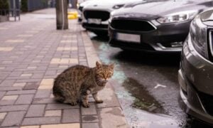 Felino, gato - Yanya/ shutterstock.com