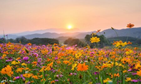 Flores, primavera - Mumemories/ istockphoto.com
