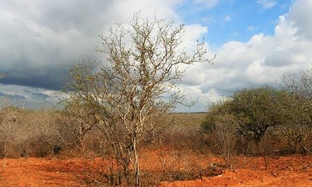 Floresta Nacional de Cristópolis ficava em região de Caatinga - Foto: ICMBio/Divulgação