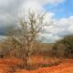 Floresta Nacional de Cristópolis ficava em região de Caatinga - Foto: ICMBio/Divulgação